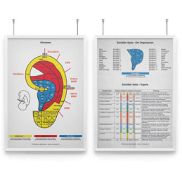 AMM & TCM Lehrtafel Ohr